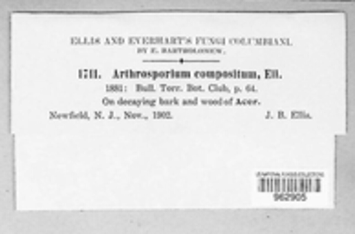 Arthrosporium image